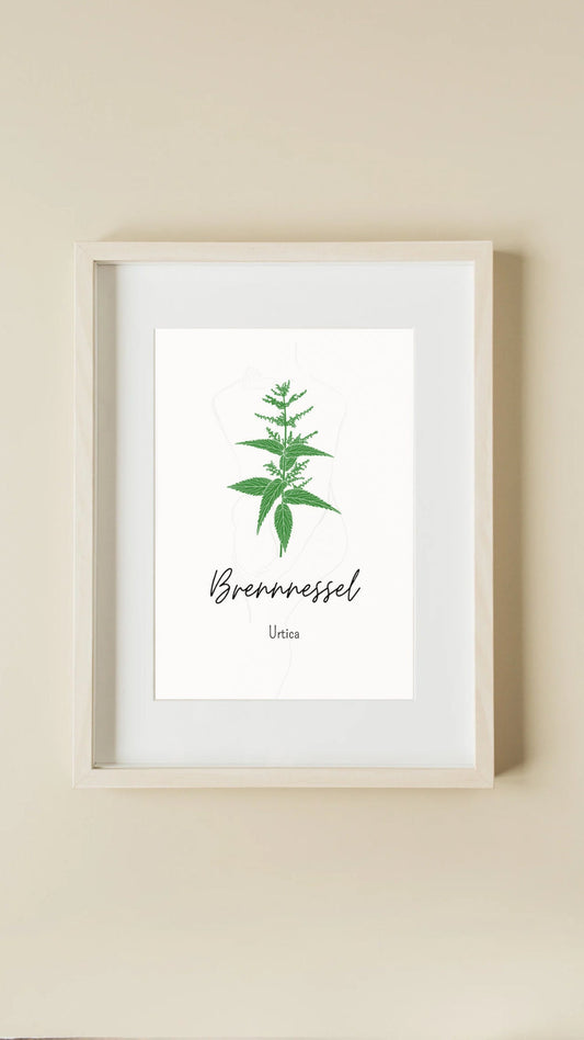 Kräuter Poster - Stilvolle Kräuterillustration der Brennnessel als Wanddeko für Küche oder Kräuterecke.