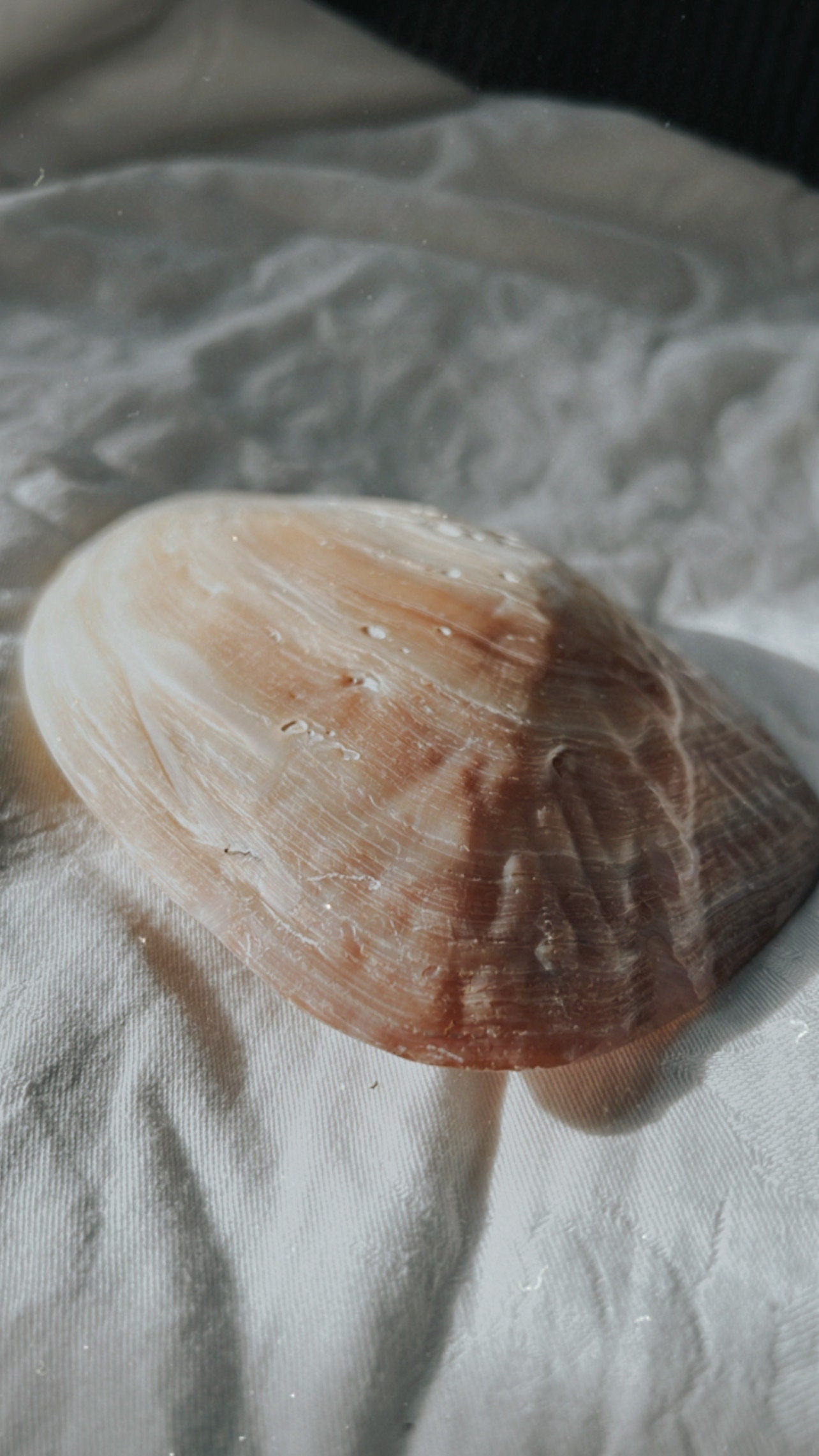 Vielseitig einsetzbare Muschelschale (ca. 14–15 cm) – stilvolle Naturform für Räucherbündel, Kohle oder kleine Schätze