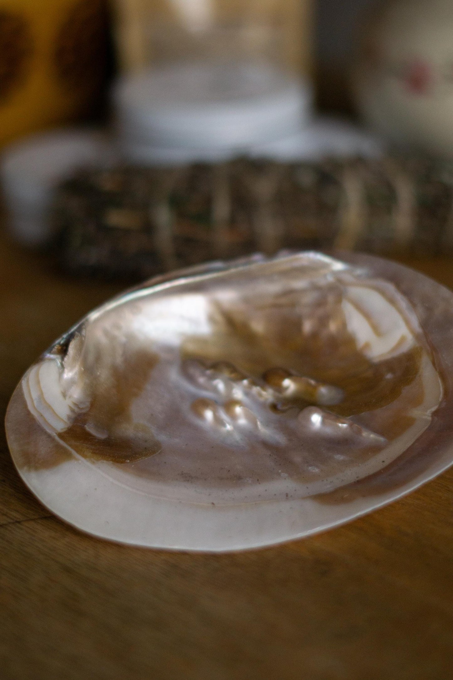 Hochwertige Muschelschale als stilvolles Räuchergefäß – ein besonderes Highlight für dein spirituelles Setup.