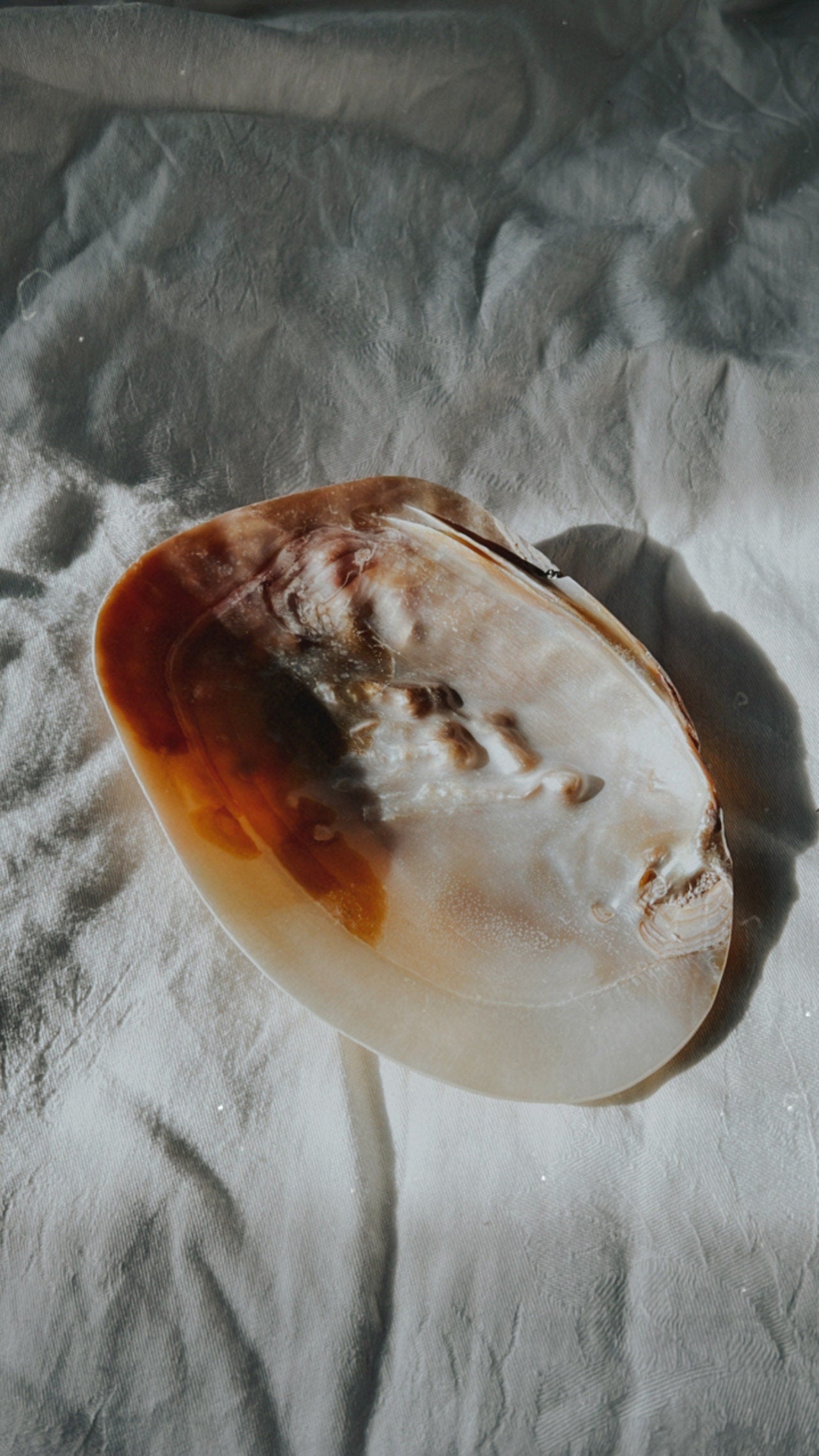 Wunderschöne Muschelschale – Vielseitig & natürlich