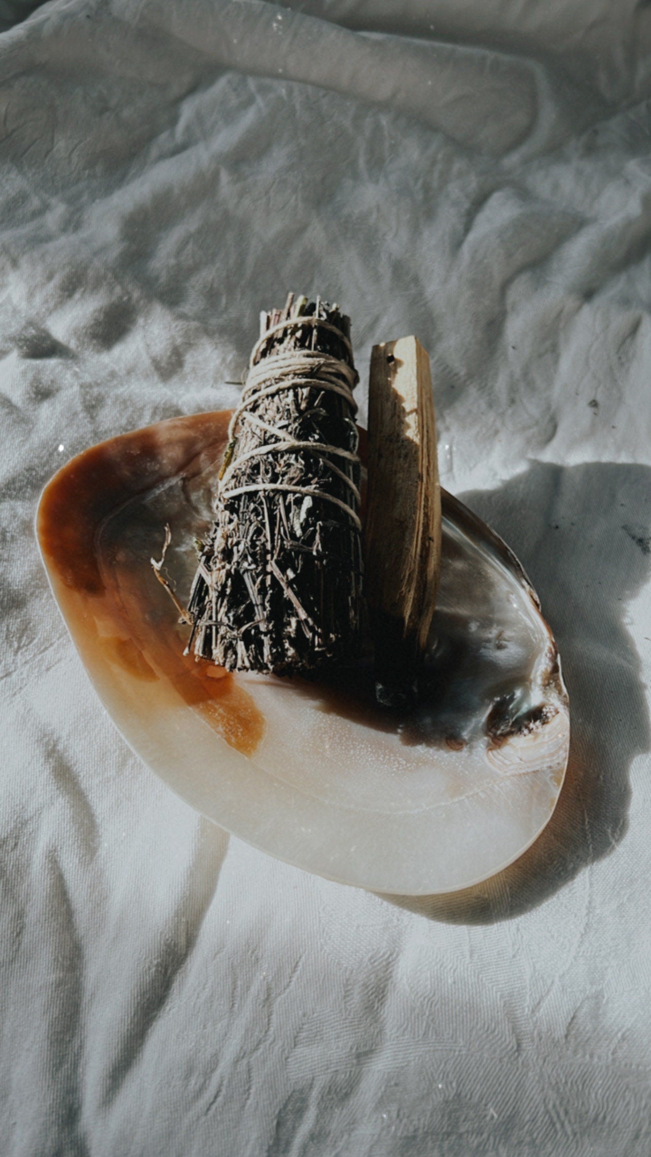 Wunderschöne Muschelschale – Vielseitig & natürlich